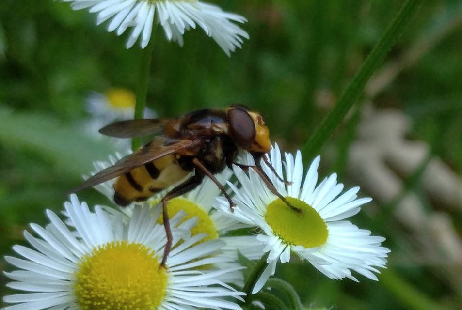 Volucella inanis - háromöves pihelégy