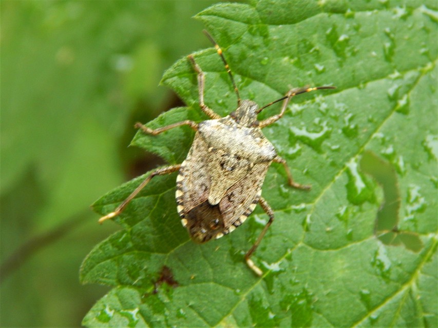 Halyomorpha halys - ázsiai márványospoloska