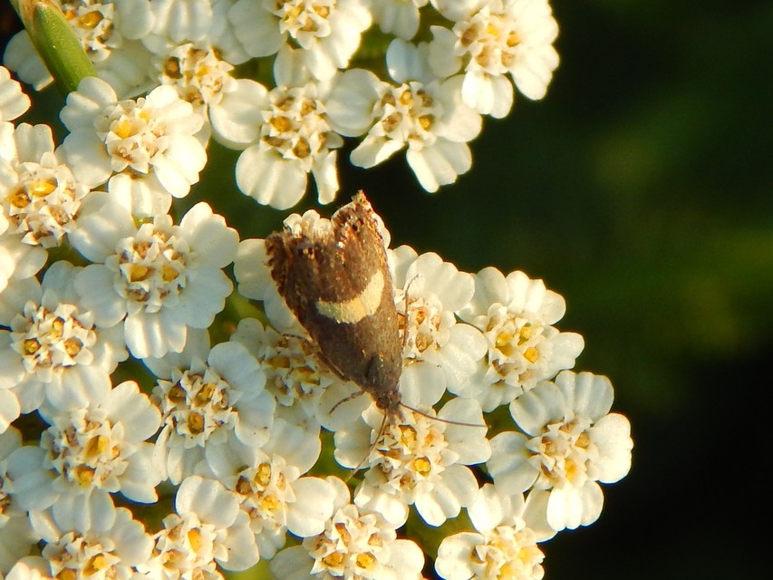 Dichrorampha