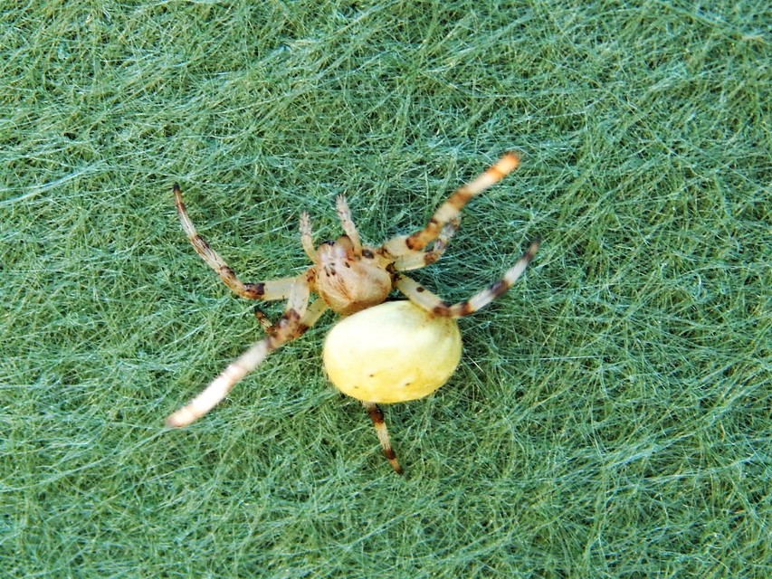 Araneus quadratus - négyes keresztespók