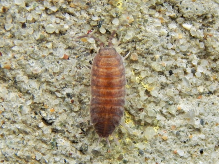 Porcellionides pruinosus - hamvas ászka Porcellionides pruinosus - hamvas ászka