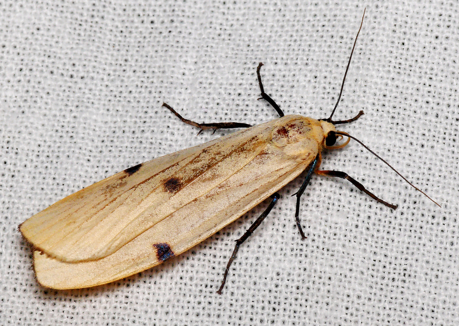 Lithosia quadra - négypettyes zuzmószövő