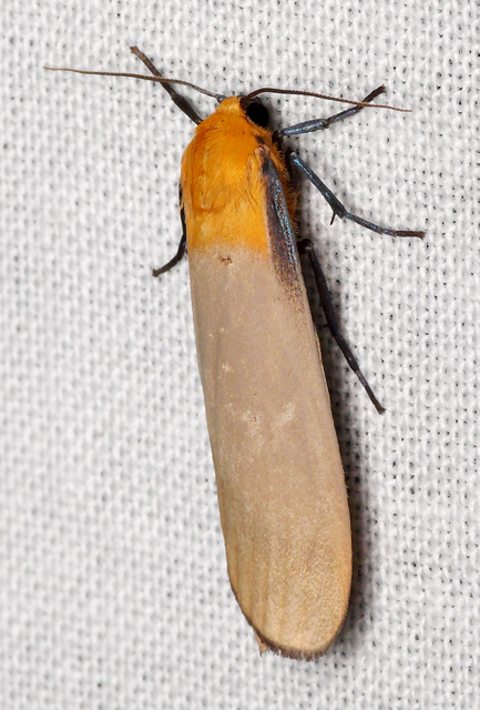 Lithosia quadra - négypettyes zuzmószövő