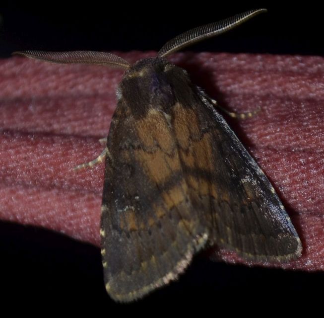 Rusina ferruginea - rozsdaszínű erdeibagoly