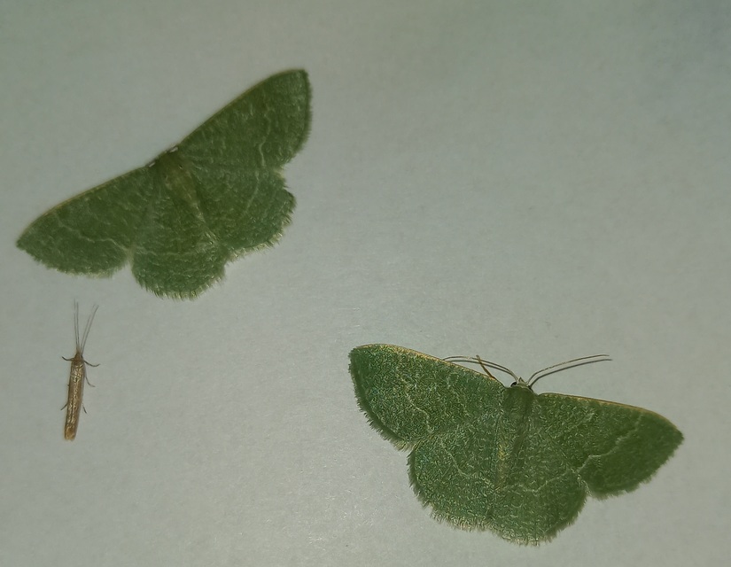 Phaiogramma etruscaria - fehérpettyes zöldaraszoló