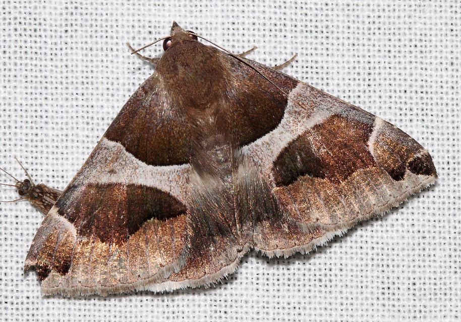 Dysgonia algira - déli porcelánbagoly