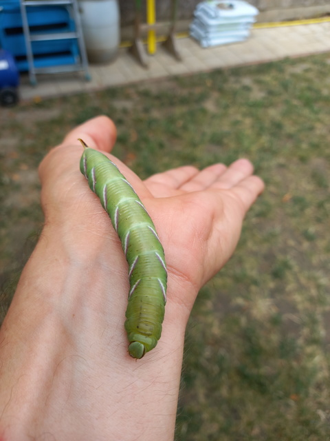 Sphinx ligustri - fagyalszender