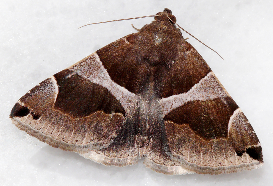 Dysgonia algira - déli porcelánbagoly