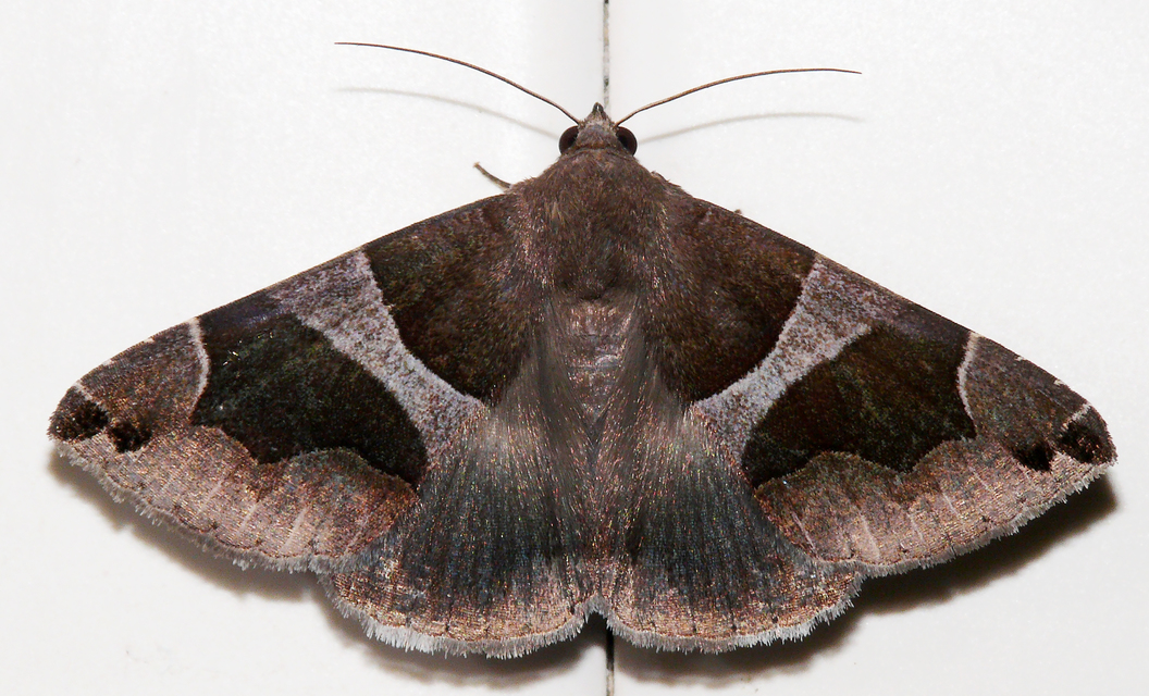 Dysgonia algira - déli porcelánbagoly