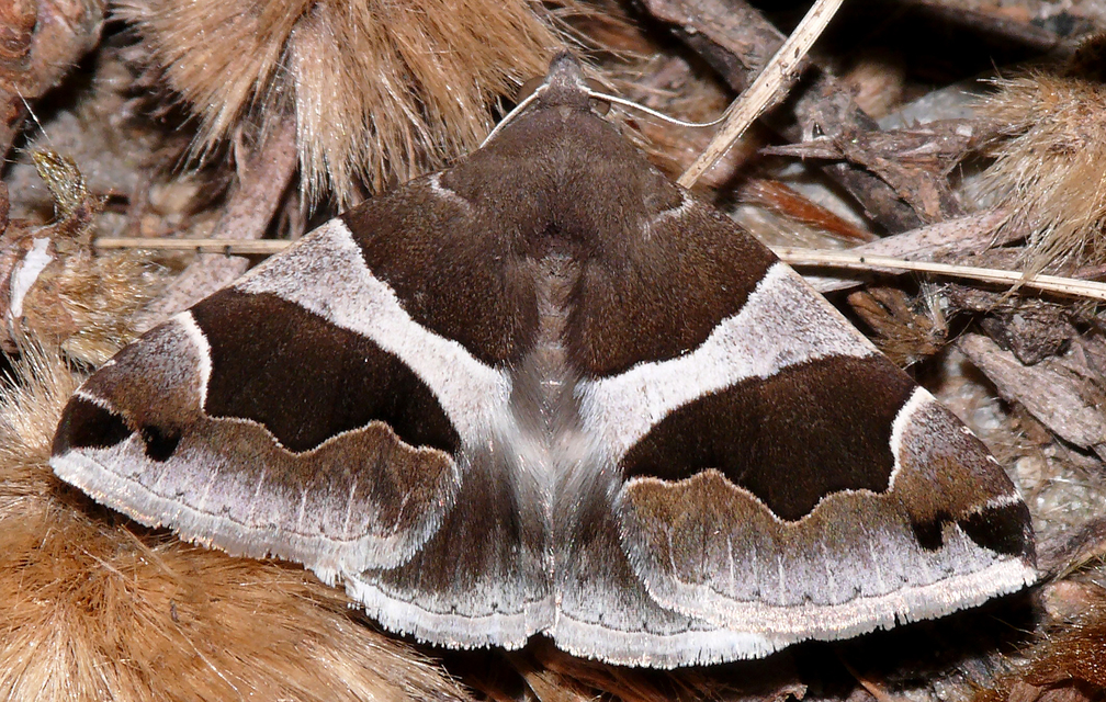 Dysgonia algira - déli porcelánbagoly