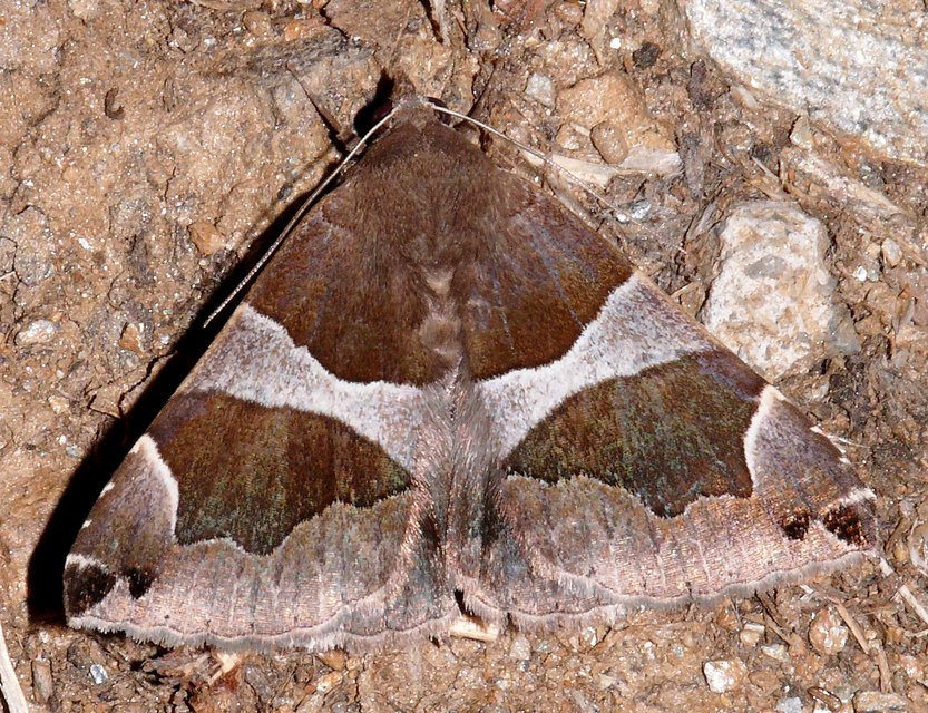 Dysgonia algira - déli porcelánbagoly