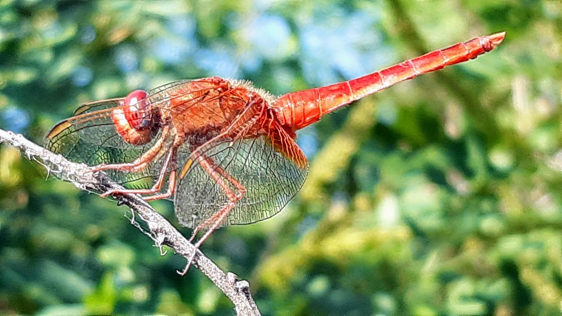 Crocothemis erythraea - skarlát szitakötő