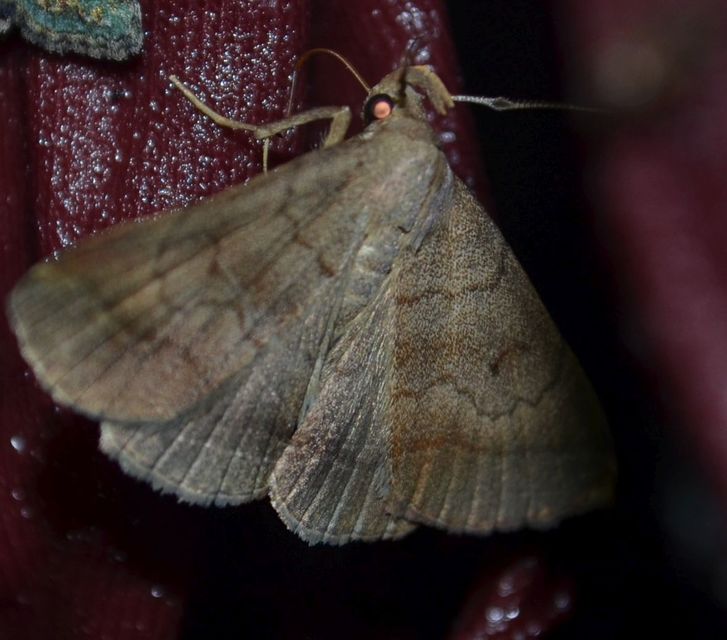 Zanclognatha lunalis - pelyheslábú karcsúbagoly