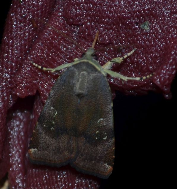Noctua janthe/janthina