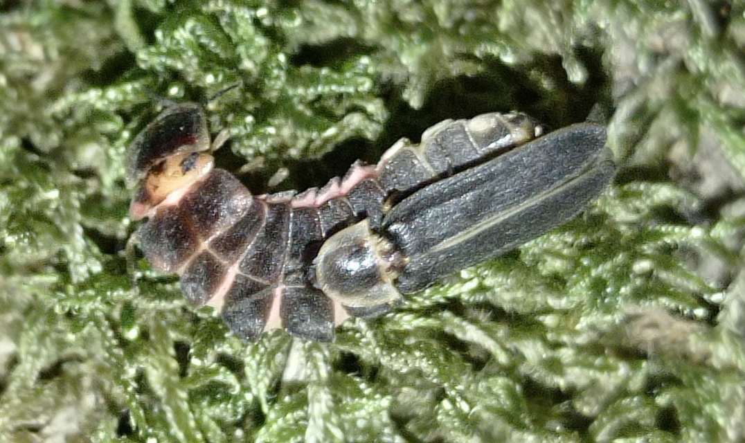 Lampyris noctiluca - nagy szentjánosbogár