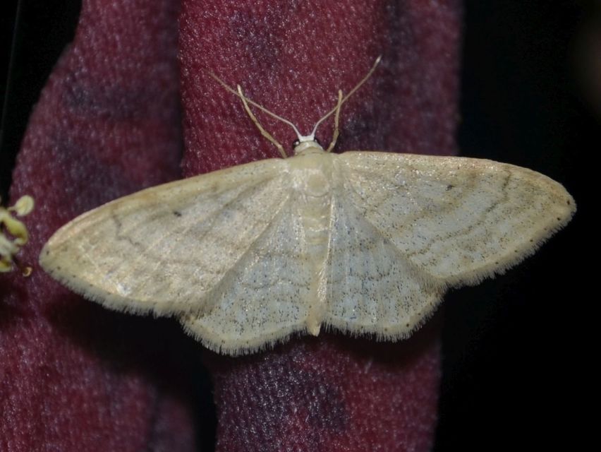 Idaea deversaria - egyszínű sávosaraszoló