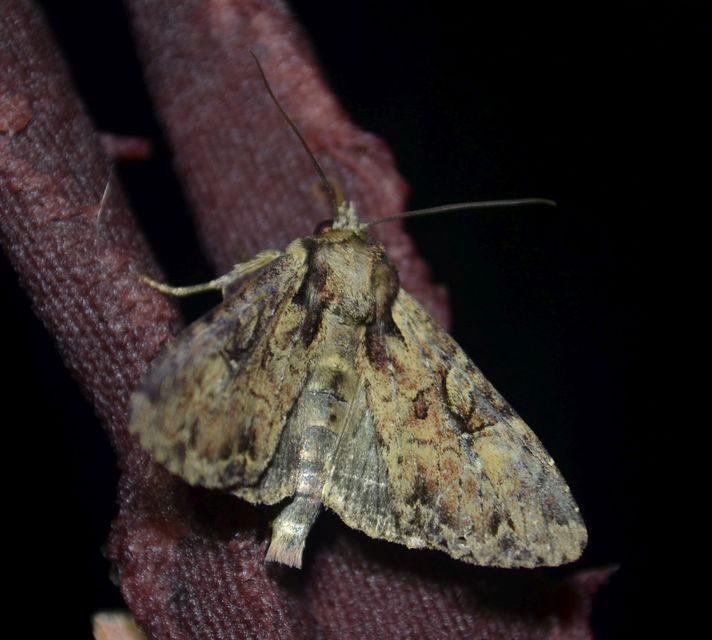 Apamea epomidion - vörösbarna dudvabagoly
