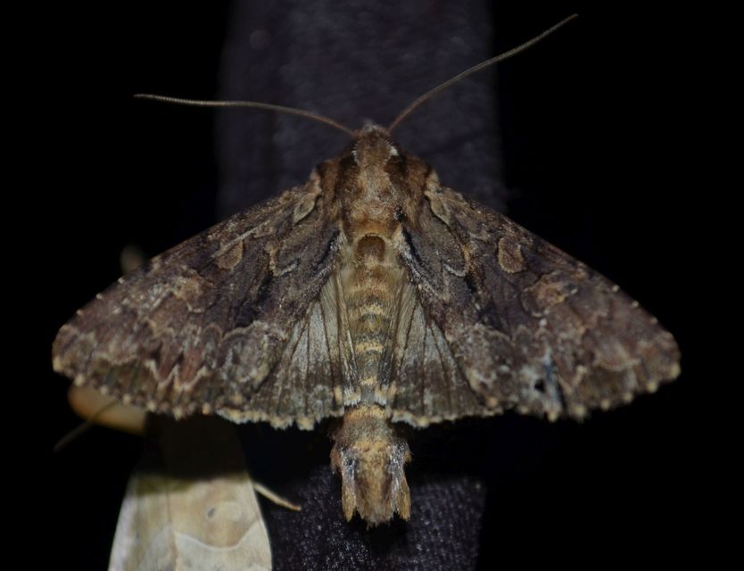 Apamea monoglypha - nagy dudvabagoly