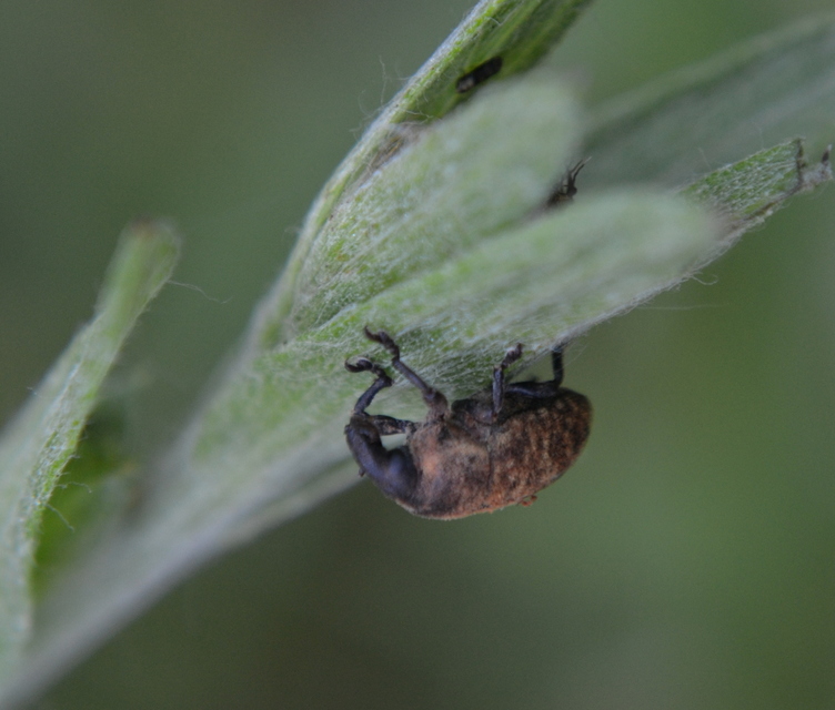 Larinus obtusus - imola-púderbarkó