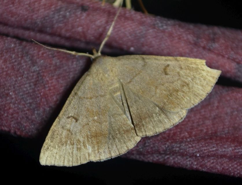 Zanclognatha lunalis - pelyheslábú karcsúbagoly