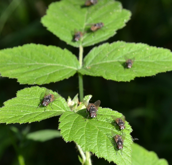 Musca domestica - házi légy
