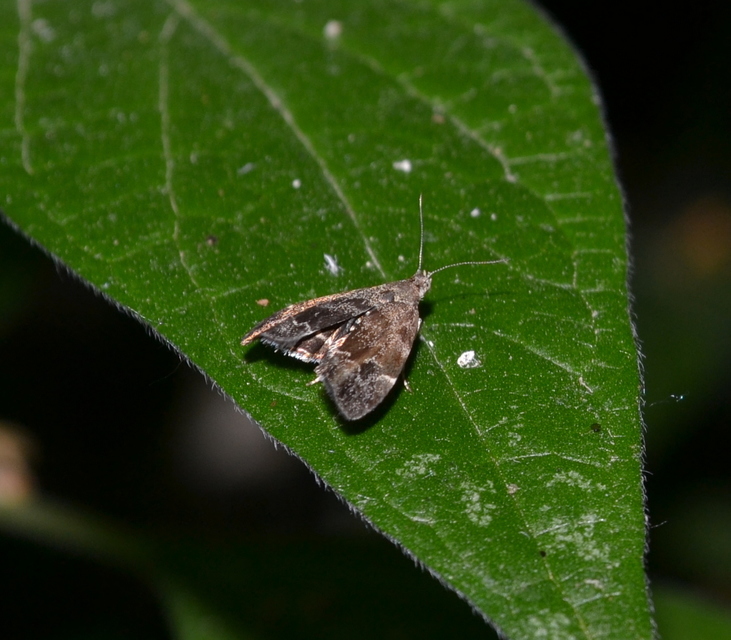 Anthophila fabriciana - lápréti levélmoly