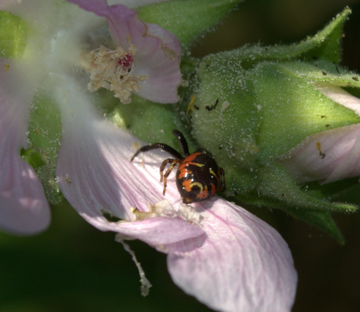 Synema globosum - fekete-sárga karolópók