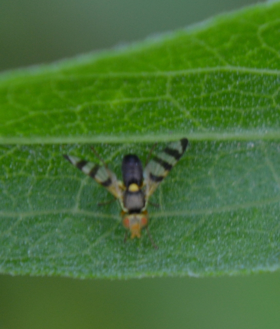Tephritidae - fúrólégyfélék