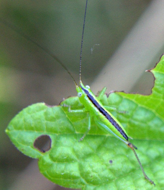 Conocephalus fuscus - kis kúpfejűszöcske