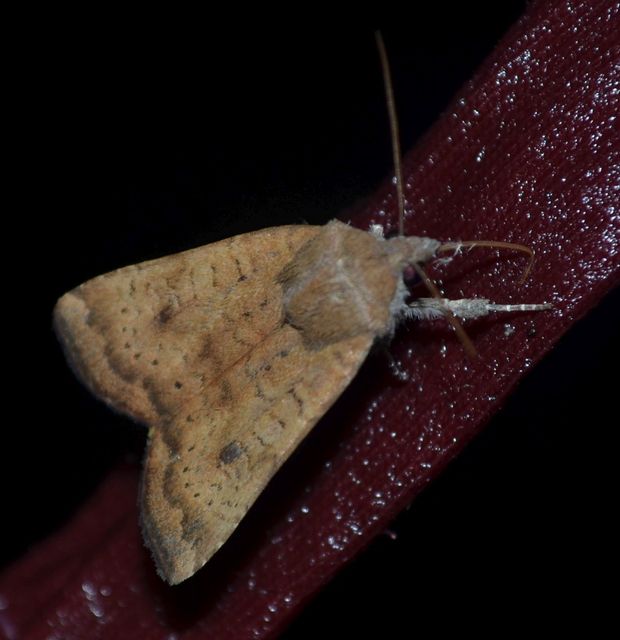 Noctua interjecta - zömök sárgafűbagoly