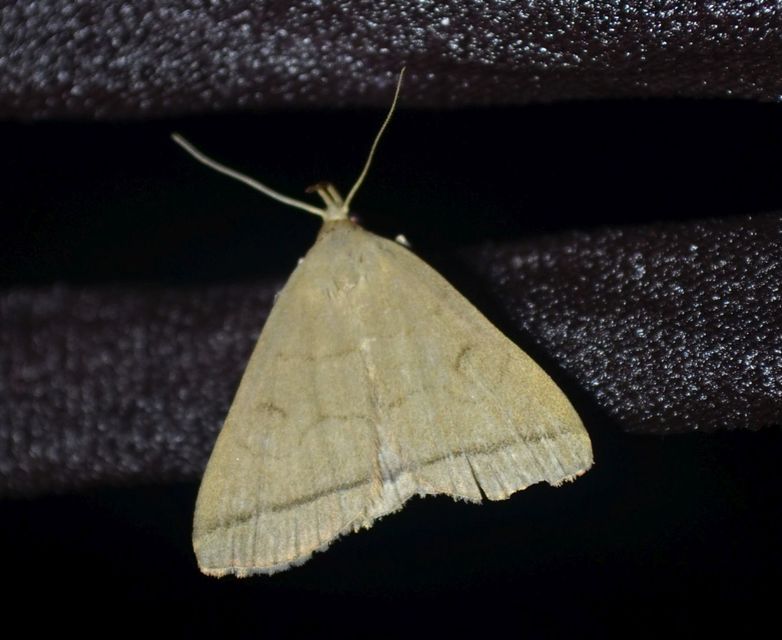 Treitschkendia tarsipennalis - tollaslábú karcsúbagoly