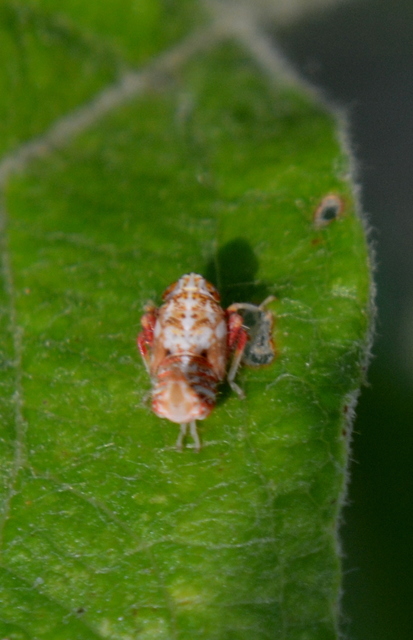 Orientus ishidae
