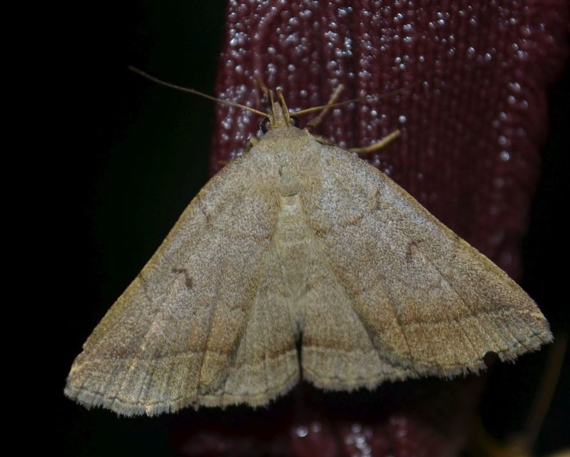 Zanclognatha lunalis - pelyheslábú karcsúbagoly