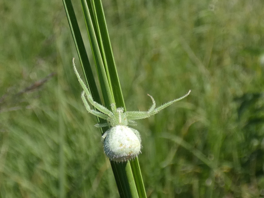 Heriaeus graminicola/hirtus