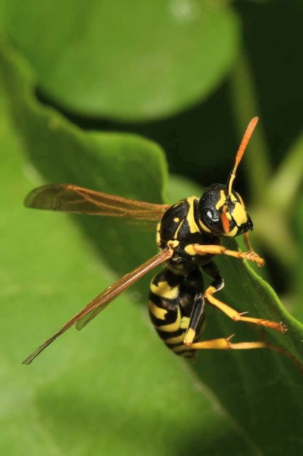 Polistes dominulus - déli papírdarázs