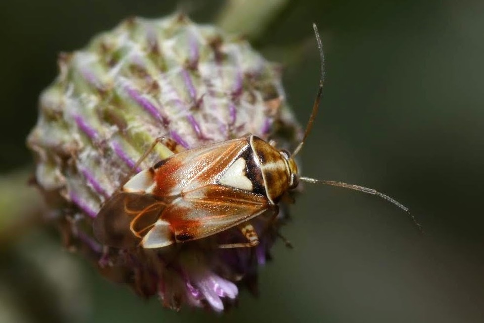 Lygus pratensis - változó mezeipoloska