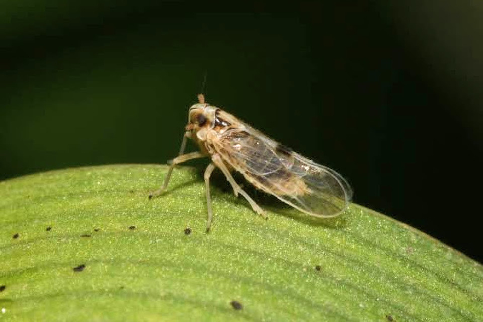 Laodelphax striatellus