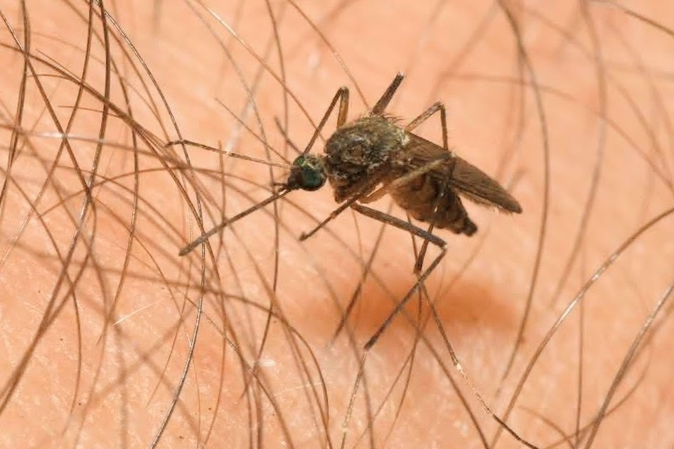 Aedes vexans - gyötrő szúnyog