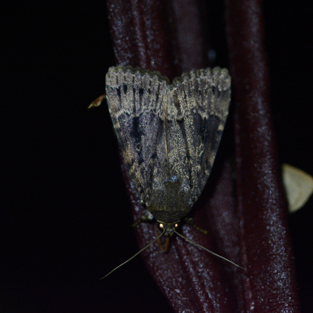 Amphipyra berbera/pyramidea