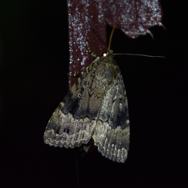 Amphipyra pyramidea - fahéjszínű bagoly