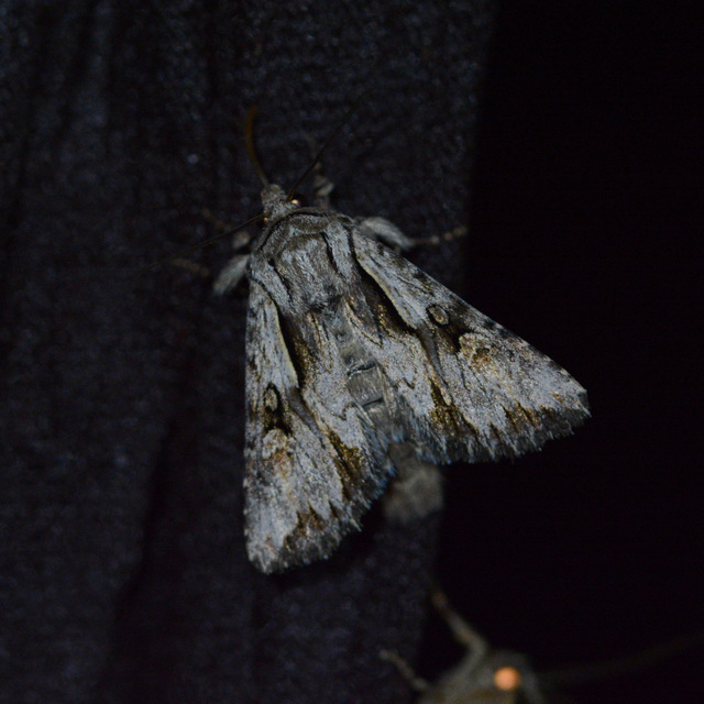 Chloantha hyperici - orbáncfű-sugarasbagoly