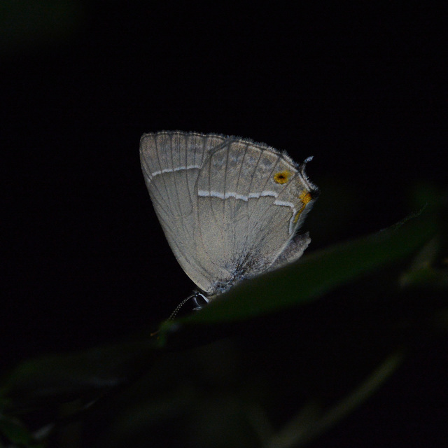 Neozephyrus quercus - tölgyfalepke