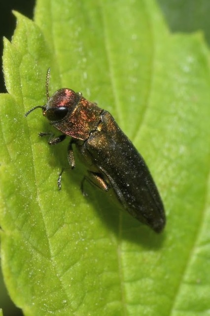 Agrilus viridis - változékony karcsúdíszbogár