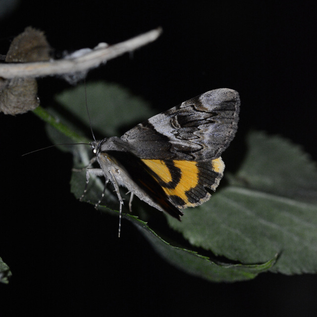 Catocala fulminea - galagonya-övesbagoly