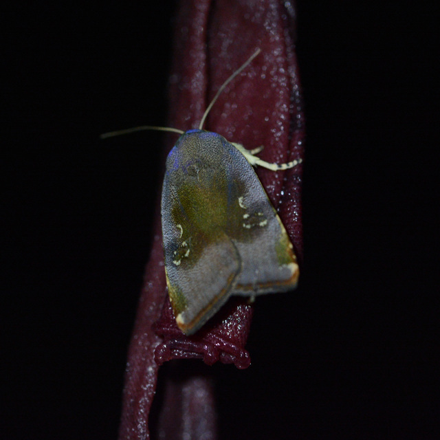 Noctua janthe/janthina