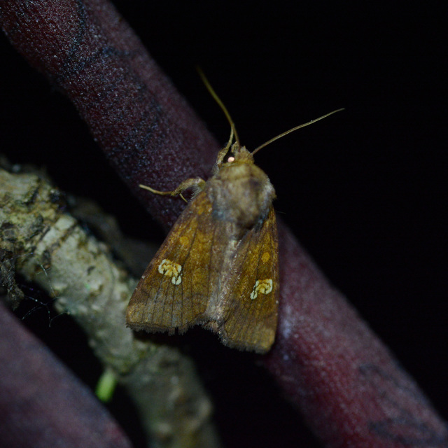 Amphipoea oculea - nagyfoltú lápibagoly