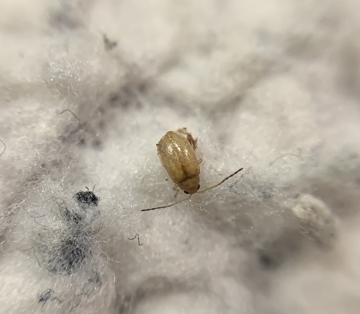 Longitarsus bertii