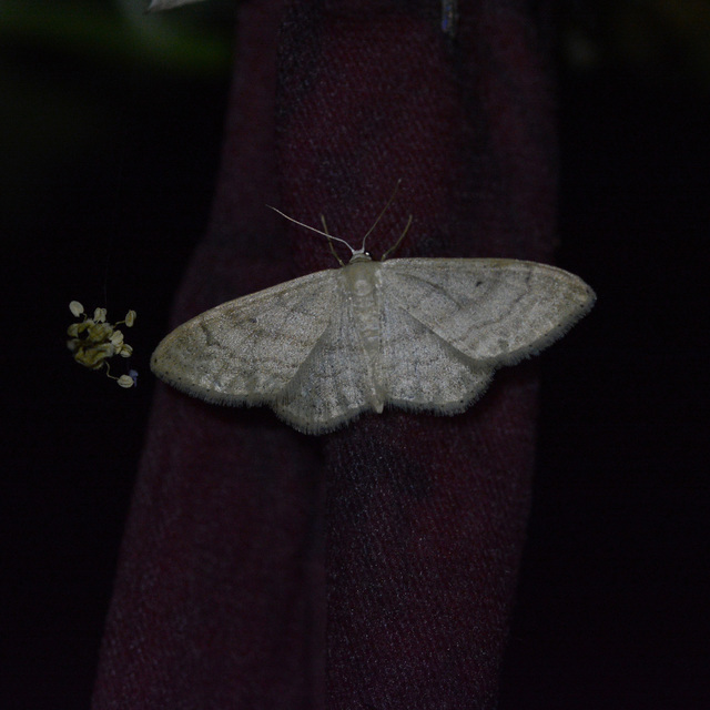 Idaea deversaria - egyszínű sávosaraszoló
