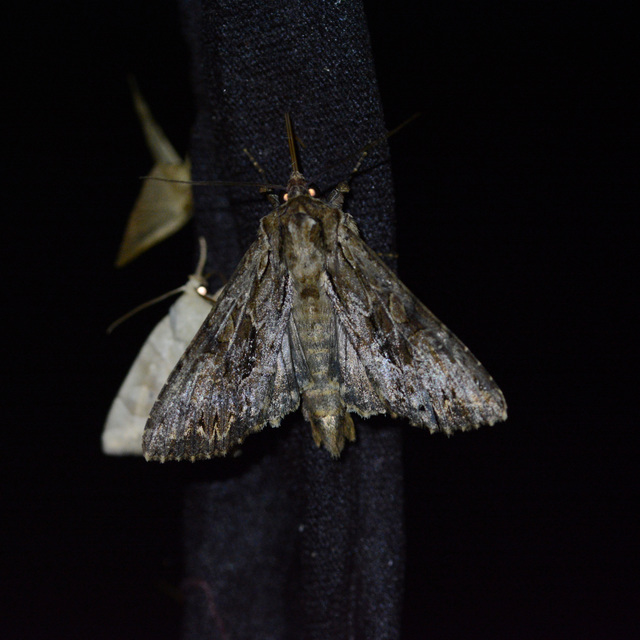 Apamea monoglypha - nagy dudvabagoly