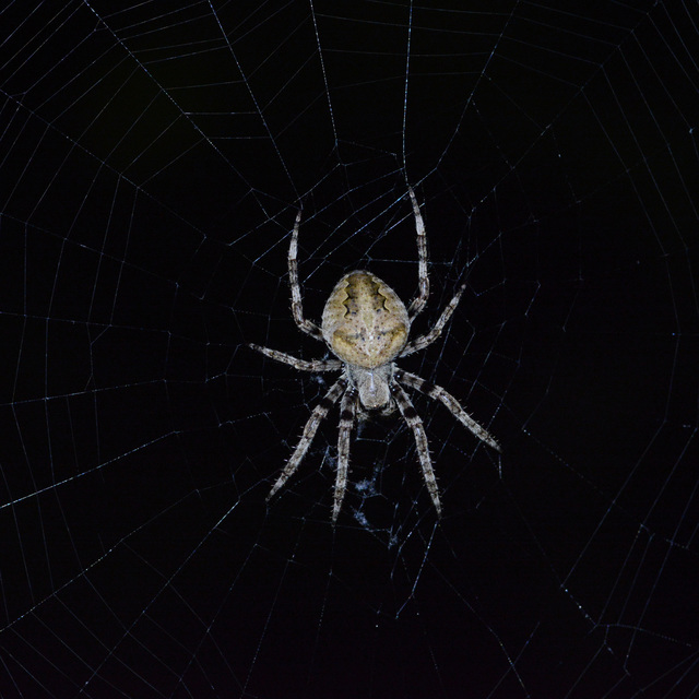 Araneus circe/angulatus